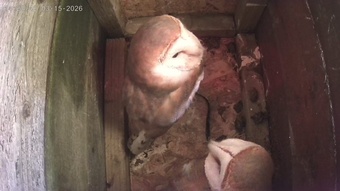 pair of barn owls 