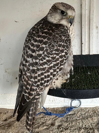 Female gyr/ saker 