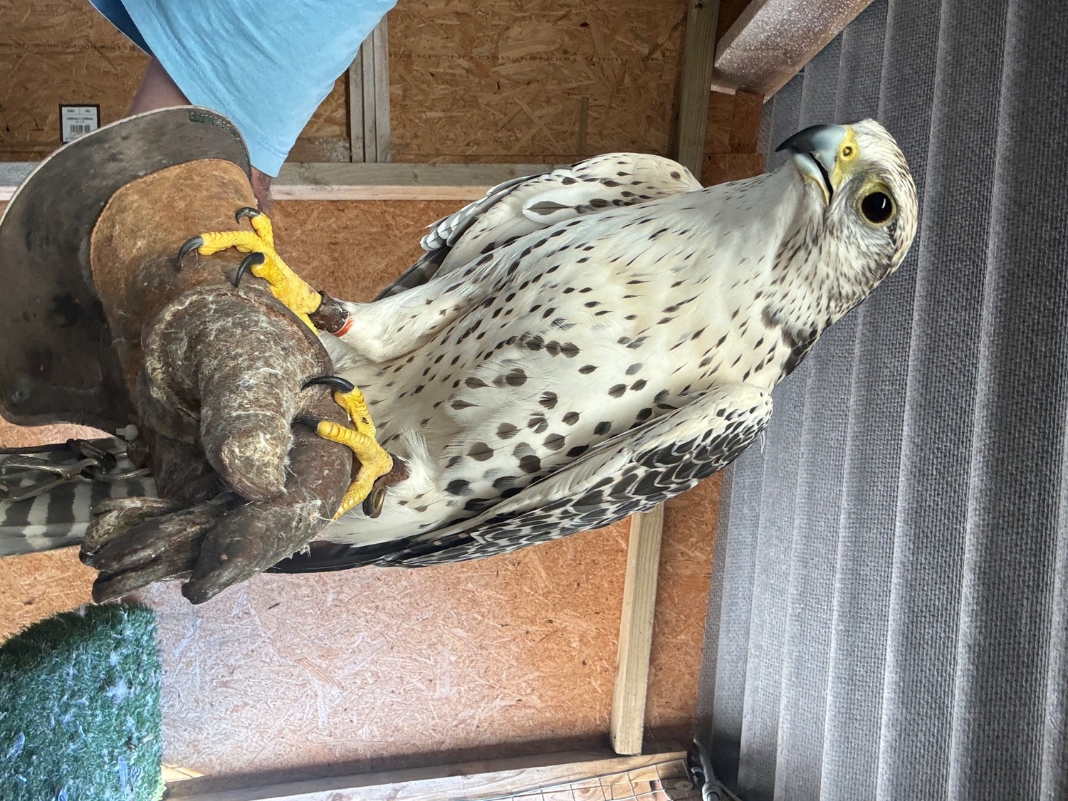Falcons