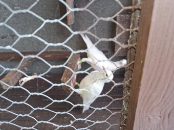 2 young frillback cross with a white homing pigeons