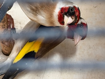 Goldfinch 2025 rung close 