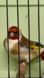 Finches