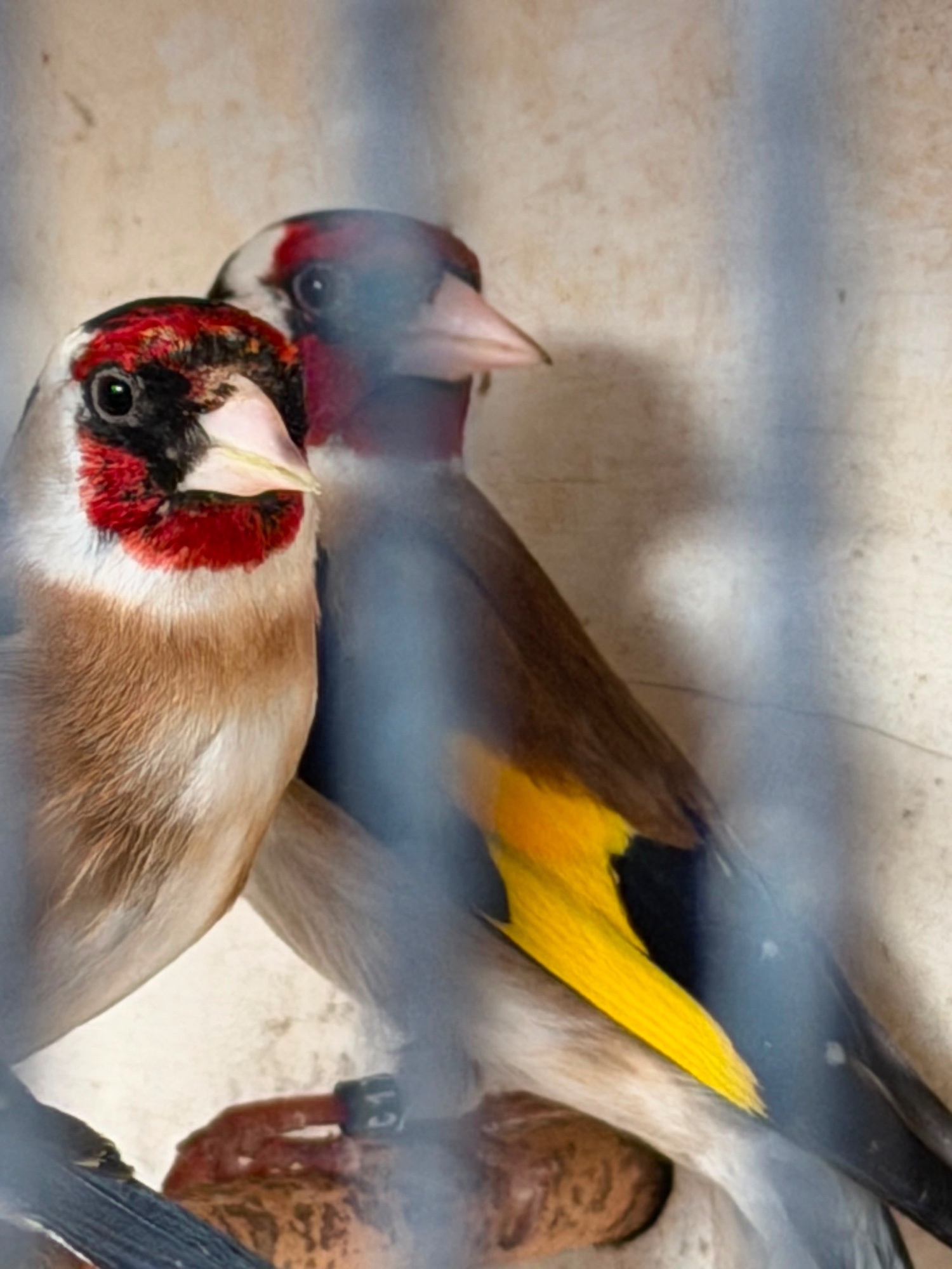 Goldfinch 2025 rung close  in {LOCATION}