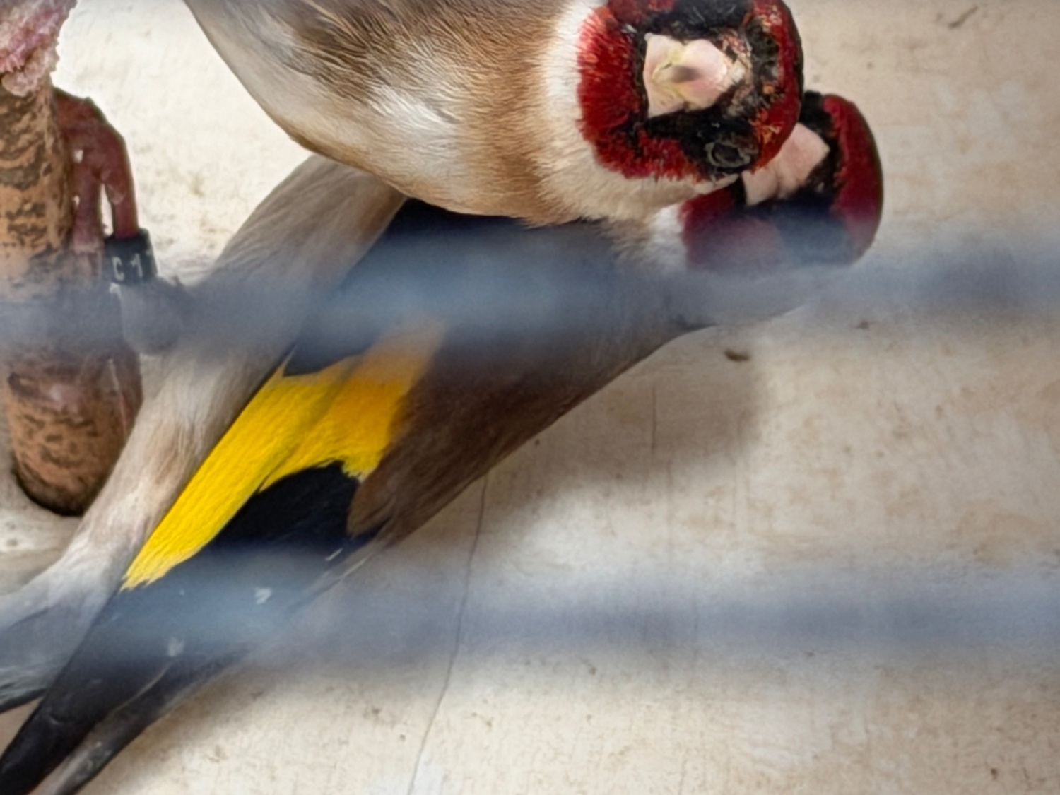 Finches - Goldfinch 2025 rung close 
