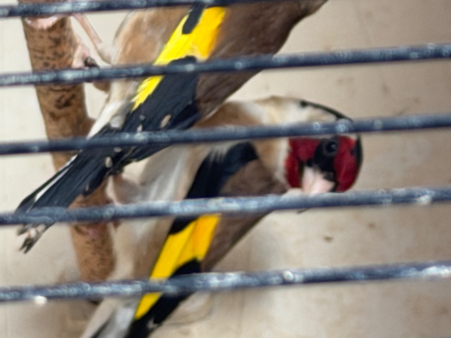 Goldfinch 2025 rung close  - Finches