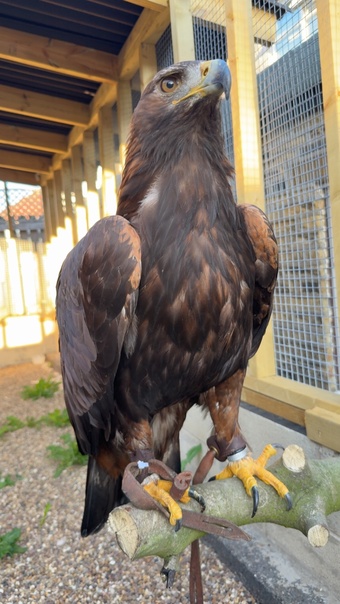 Golden eagle crèche reared 