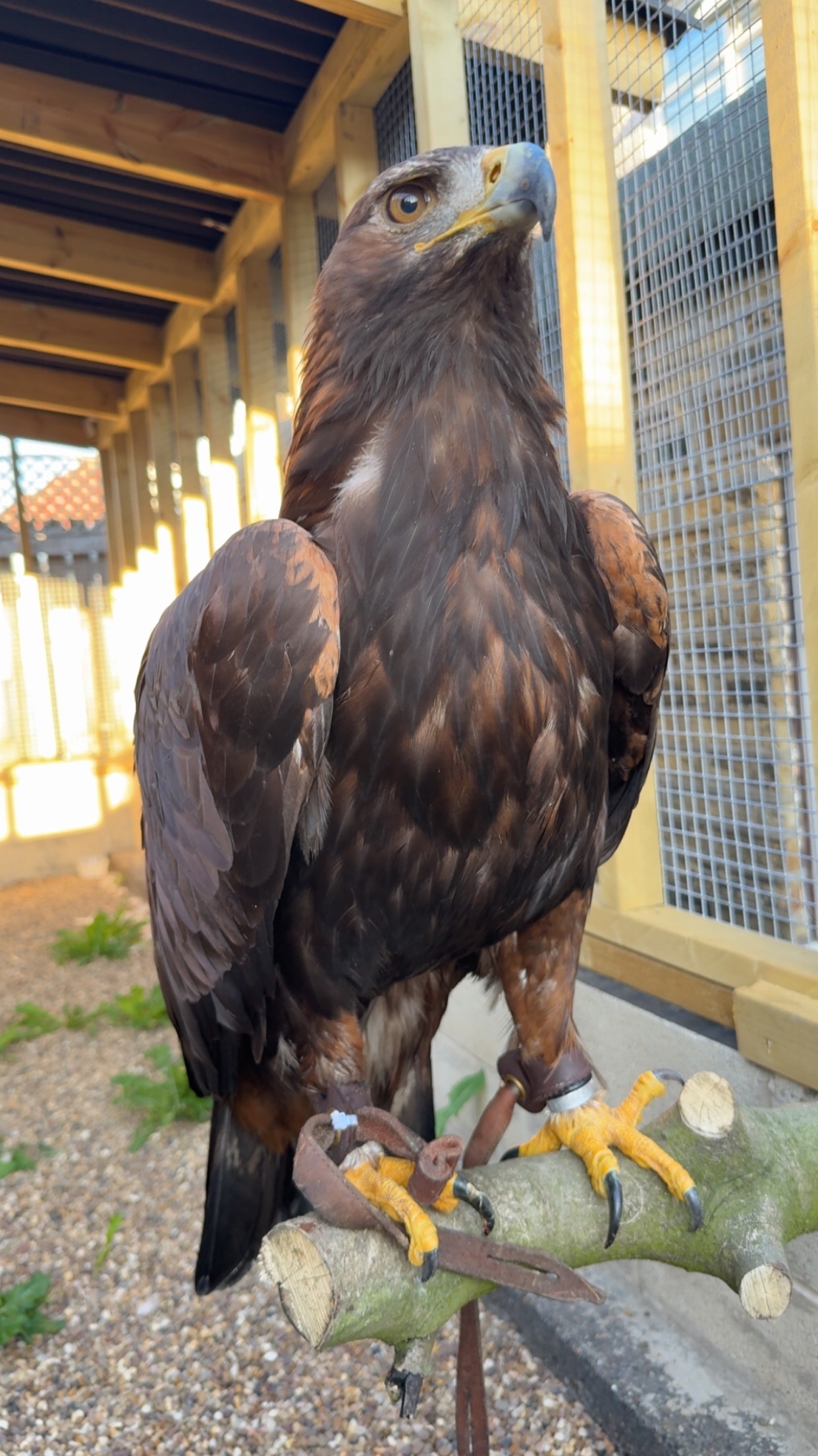 Golden eagle crèche reared  in {LOCATION}