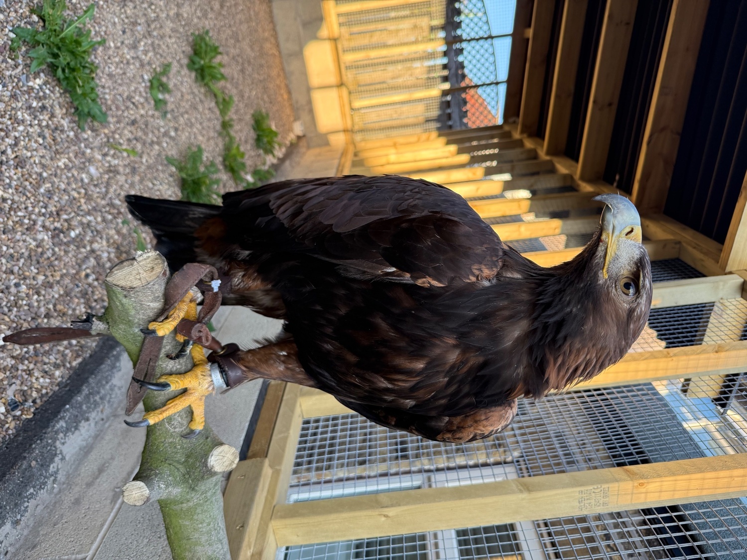 Eagles
