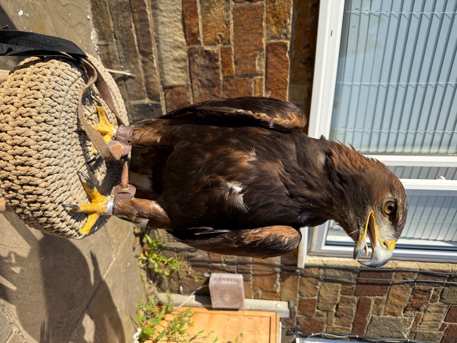 Eagles - {TYPE}