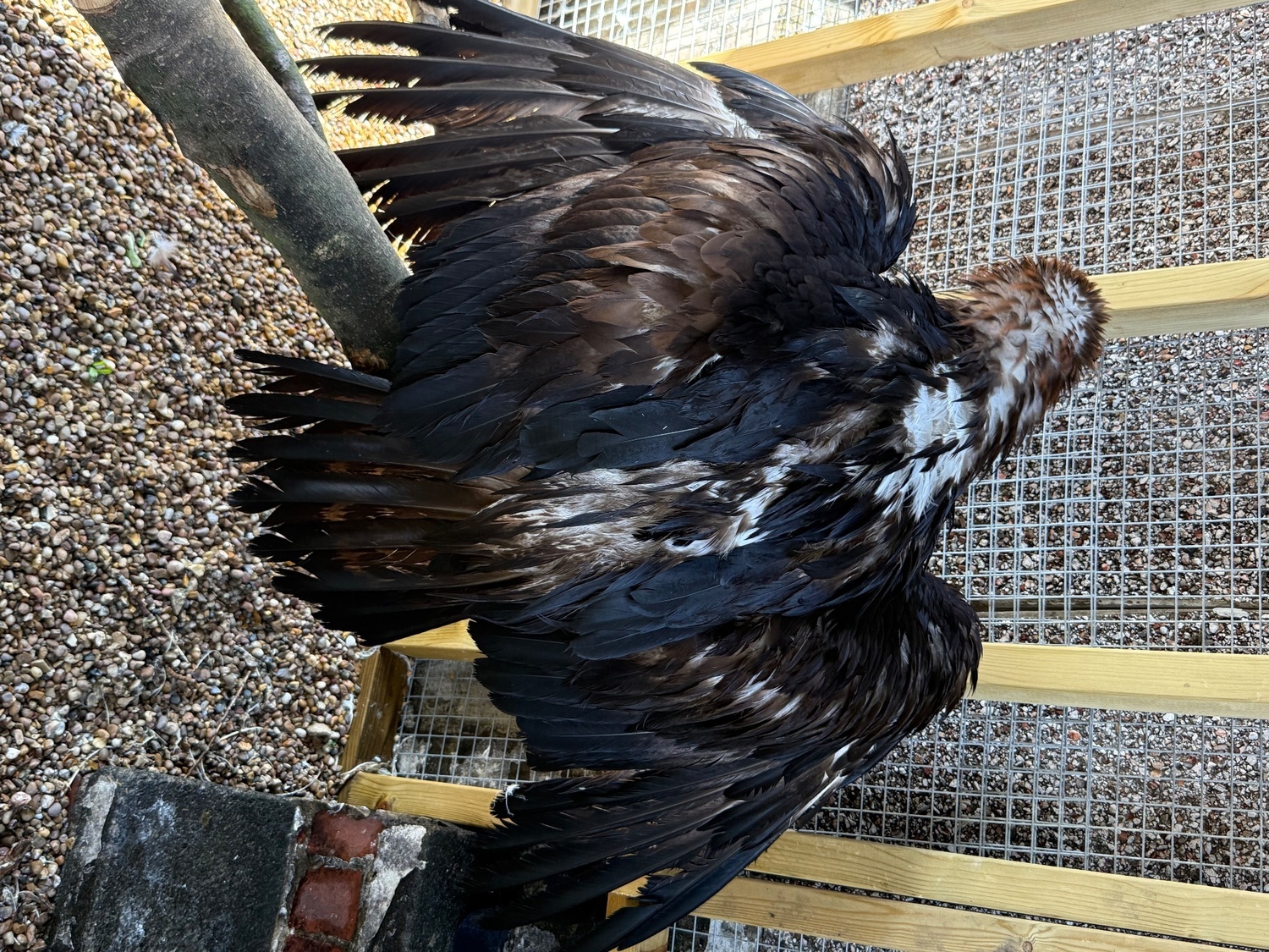 Eagles - Golden eagle crèche reared 