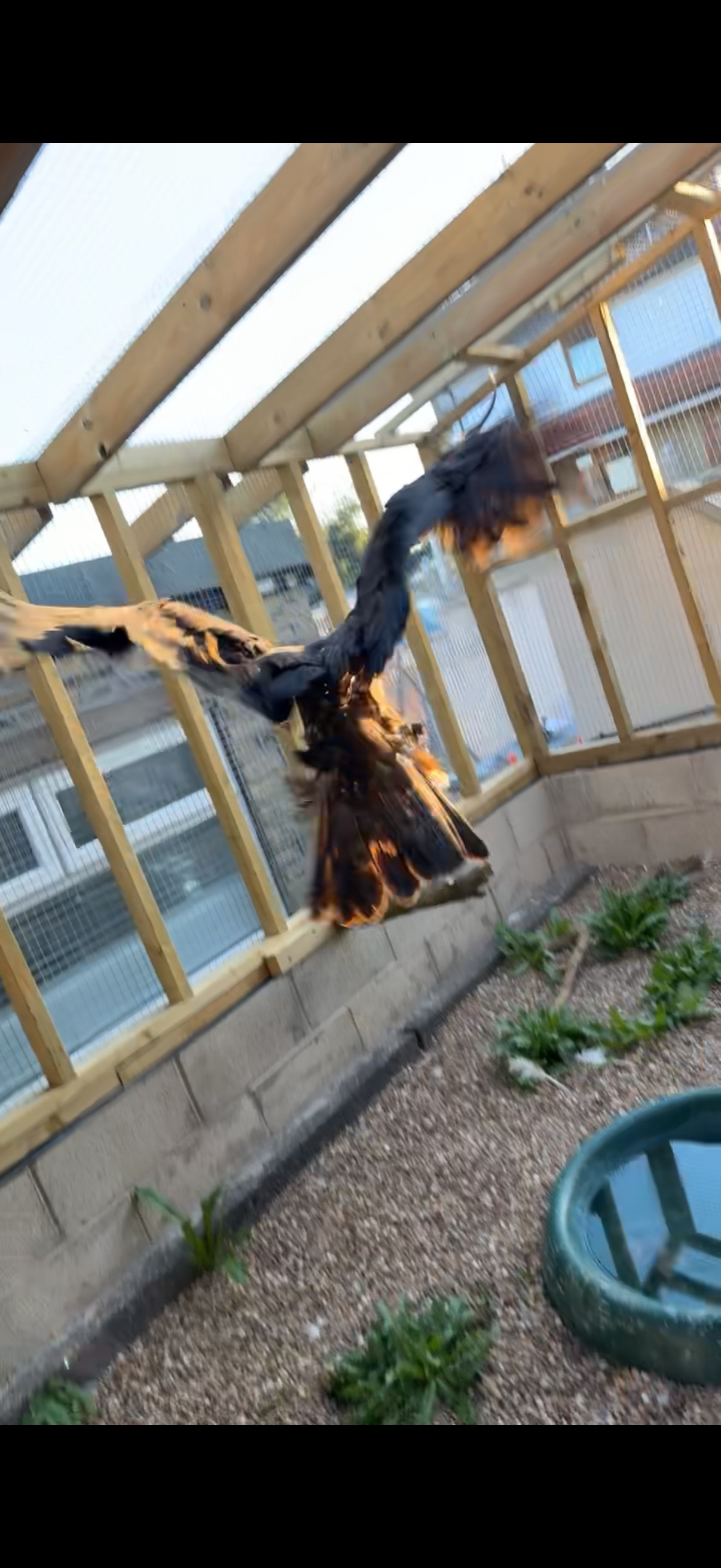 Golden eagle crèche reared  - Eagles