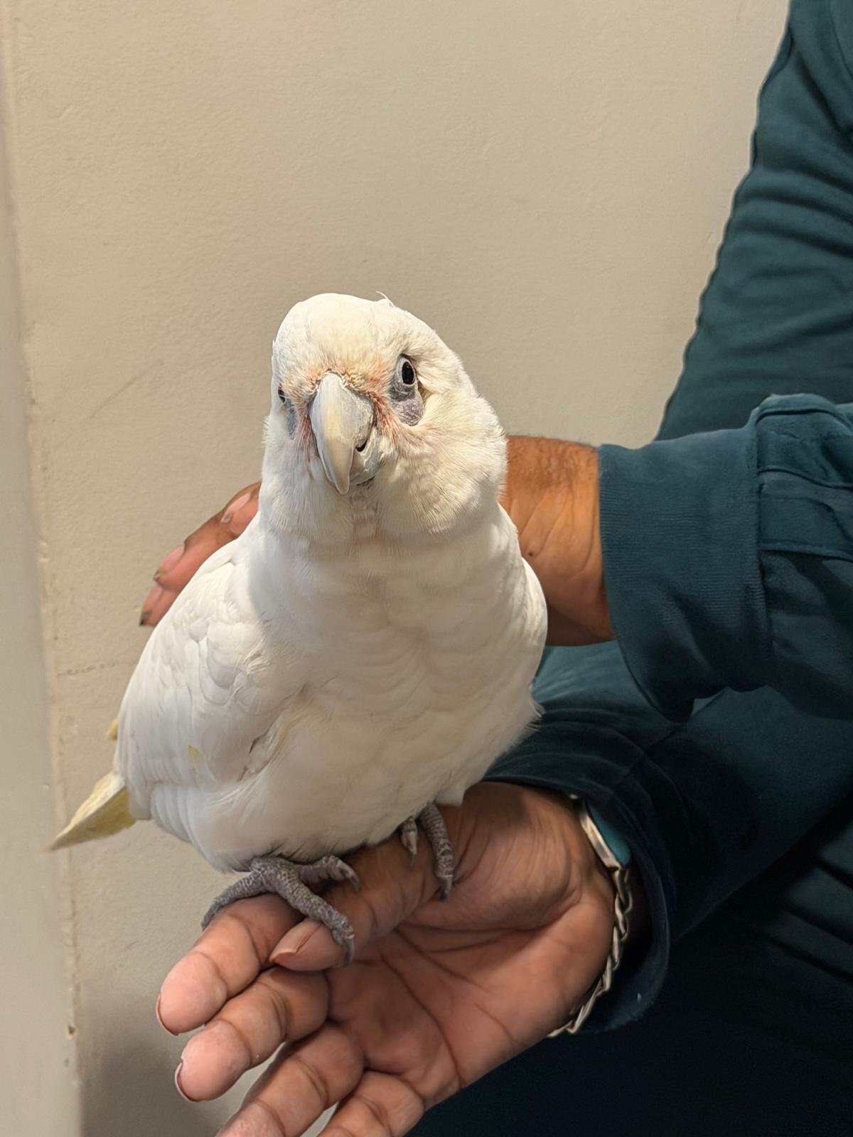 9 month old beared eyed cockatoo  in {LOCATION}