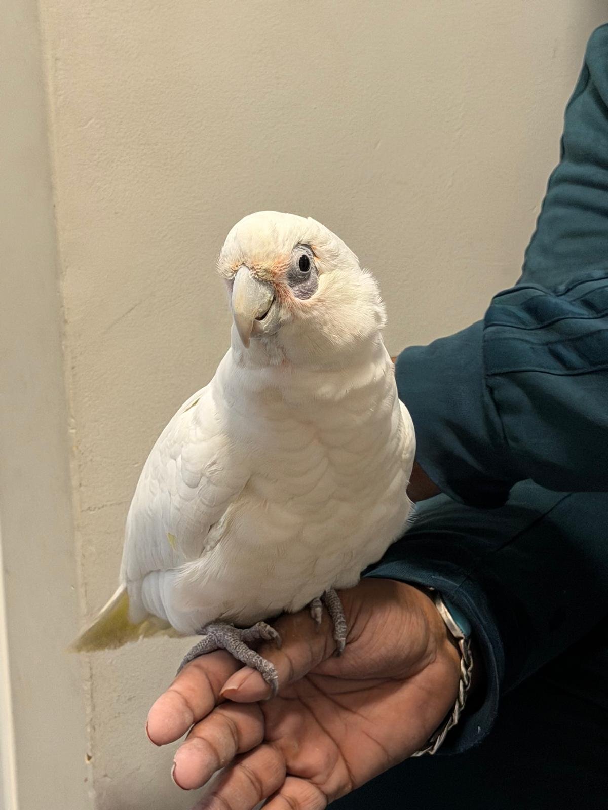 Cockatoos