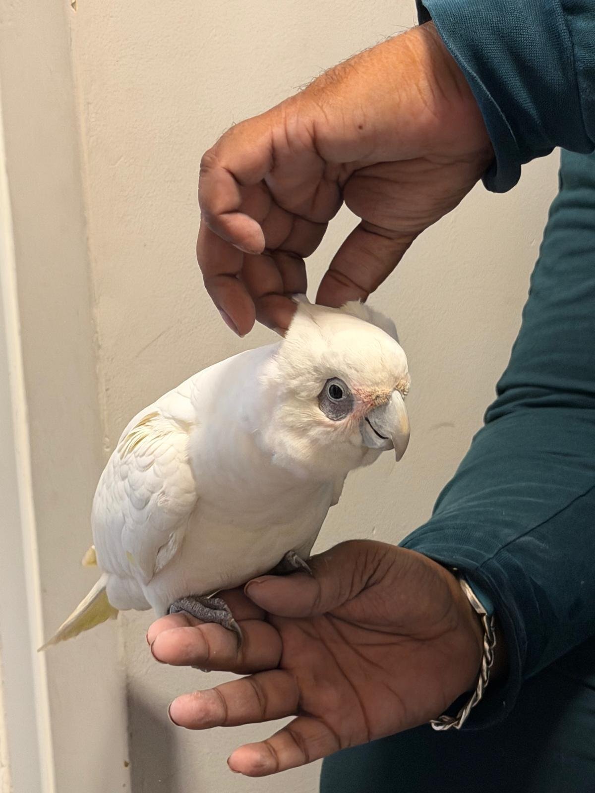 Cockatoos - {TYPE}