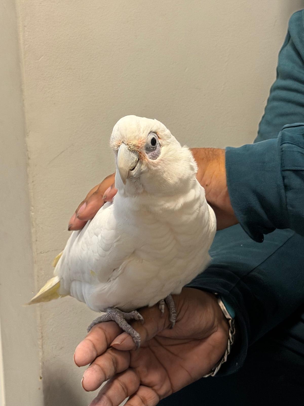 Cockatoos - 9 month old beared eyed cockatoo 
