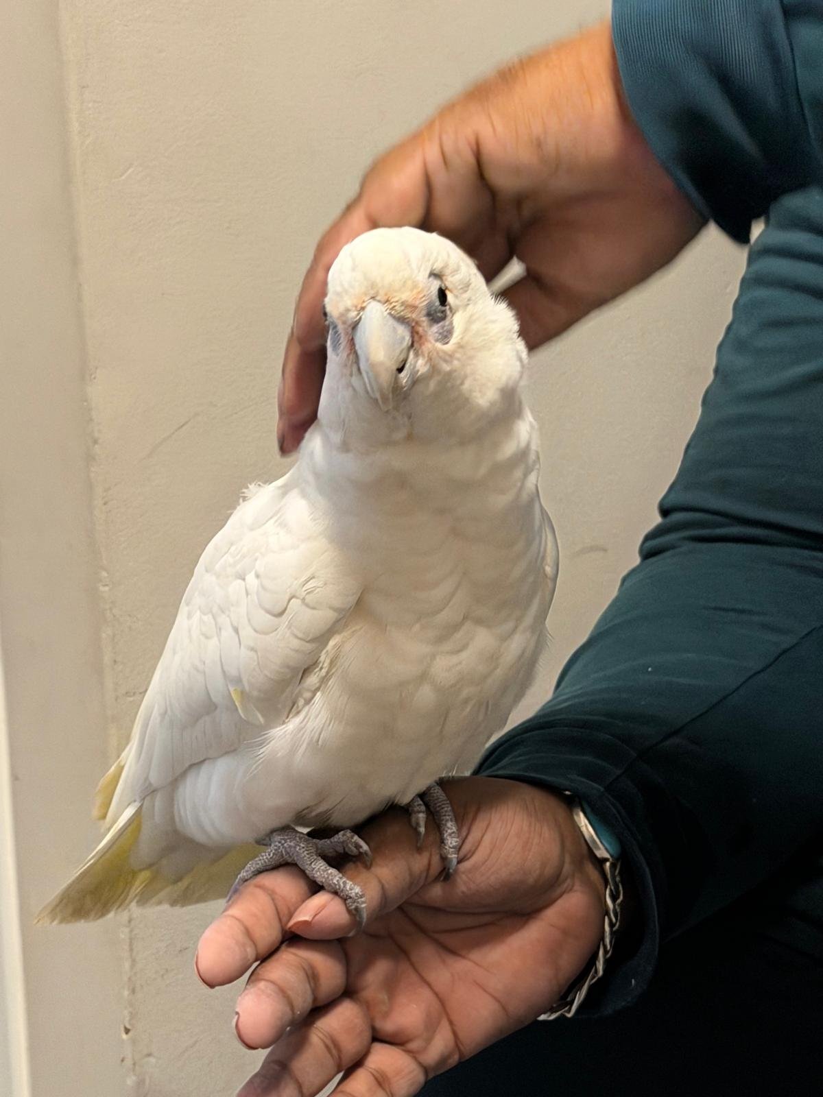 9 month old beared eyed cockatoo  - Cockatoos