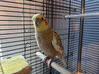 Breeding pair of cockatiels 
