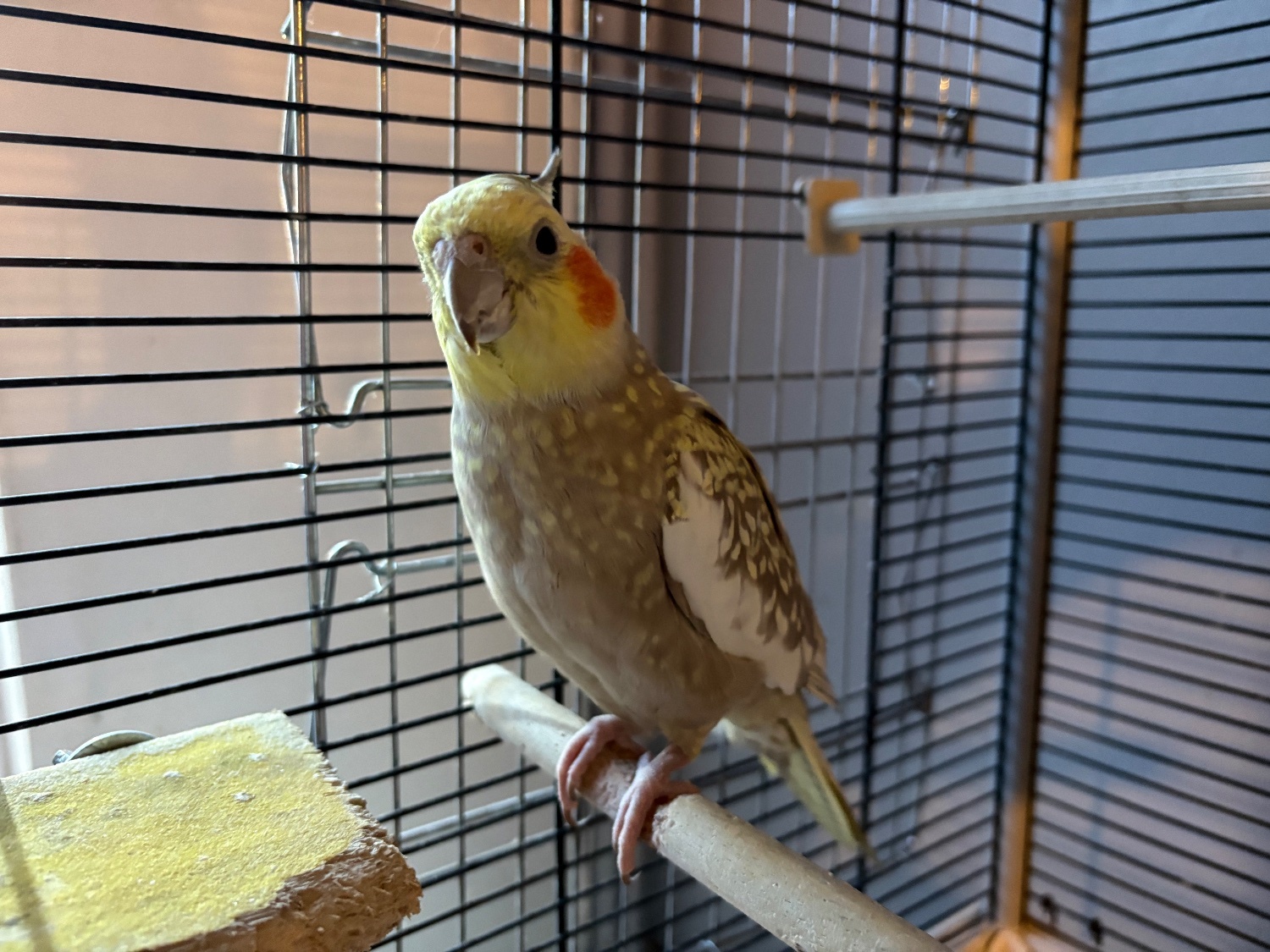 Breeding pair of cockatiels  in {LOCATION}