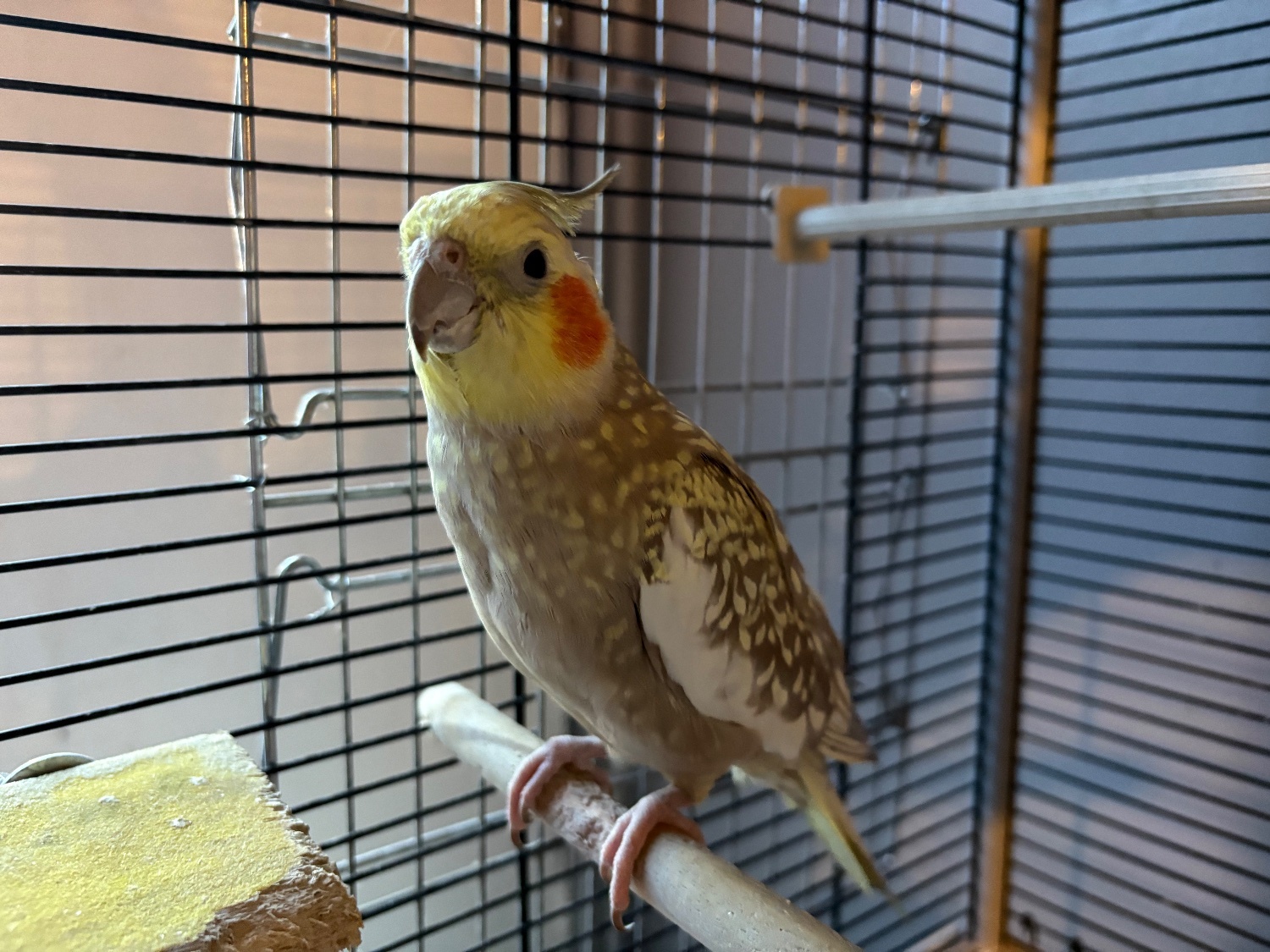 Cockatiels