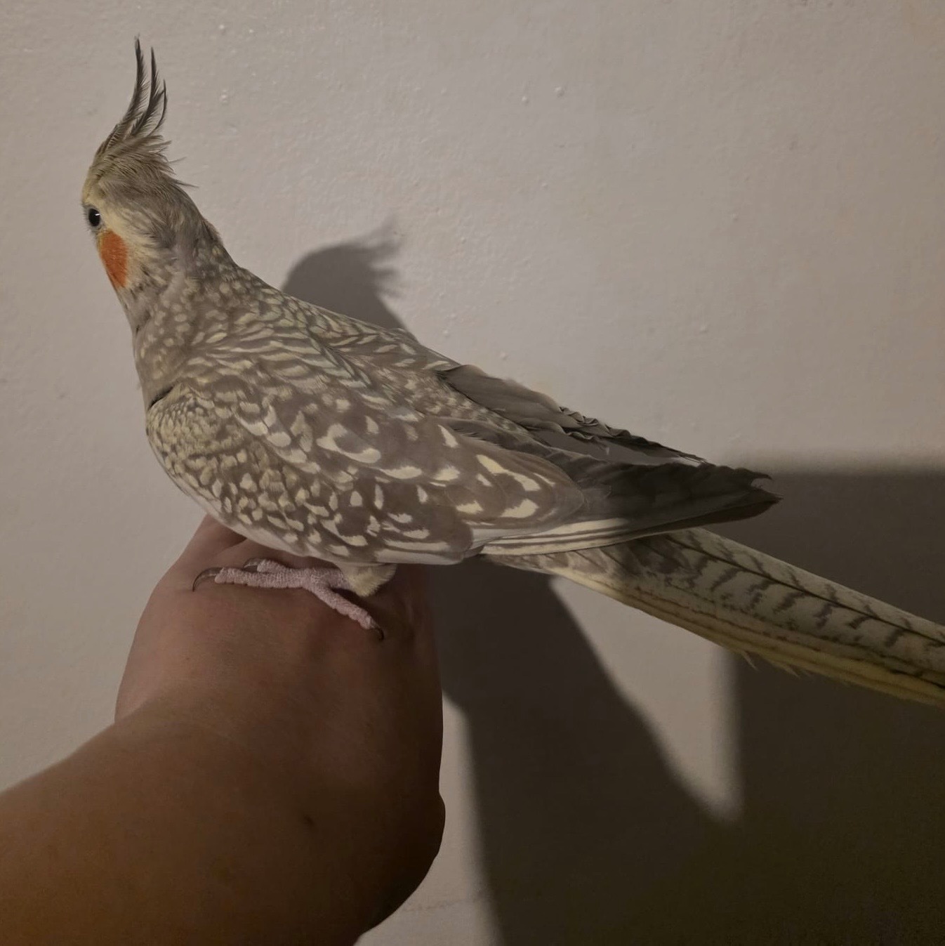Cockatiels - {TYPE}