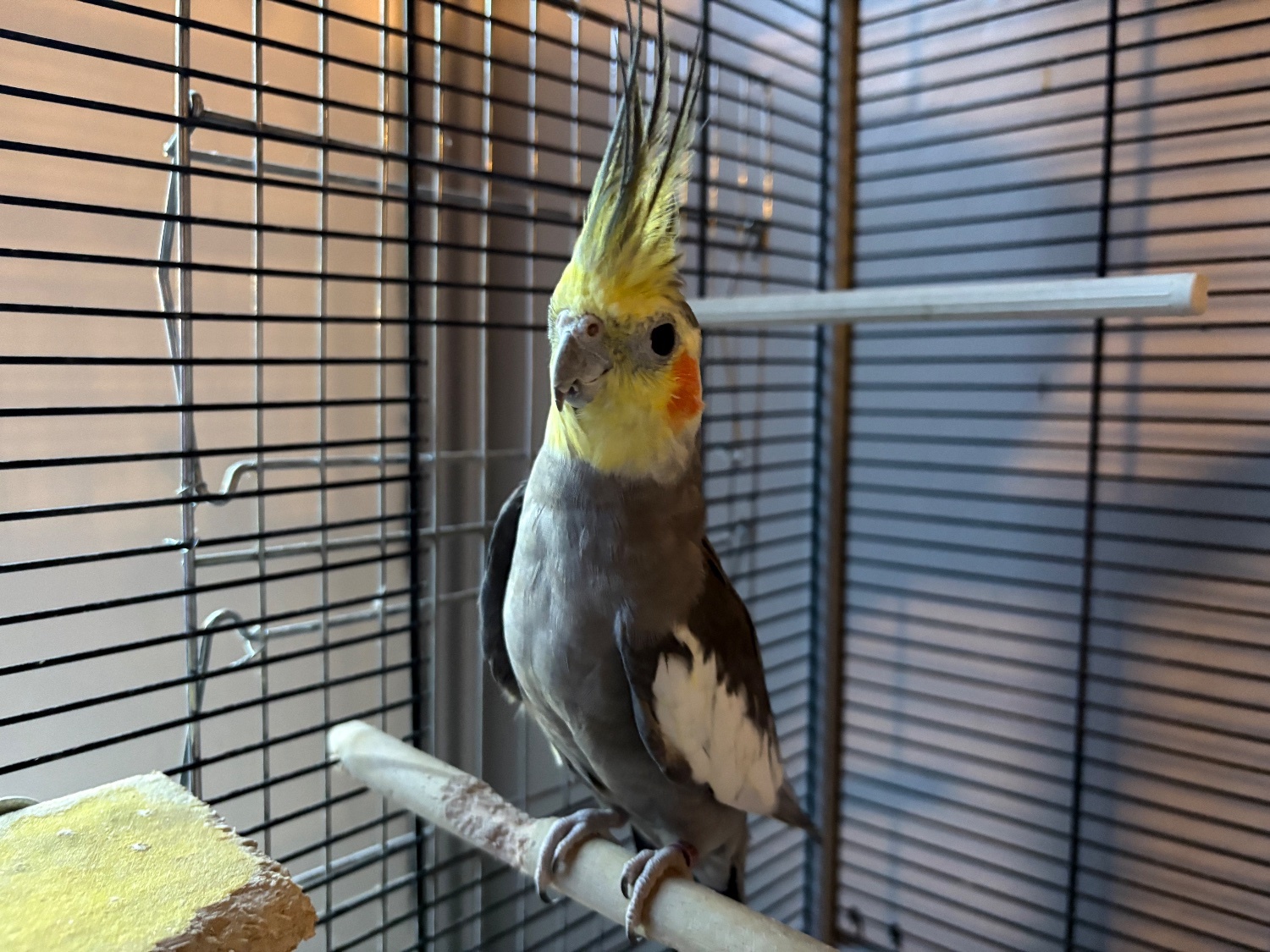 Cockatiels - Breeding pair of cockatiels 