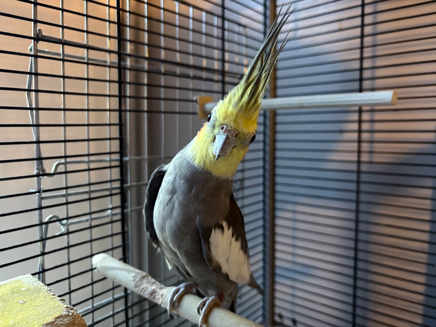 Breeding pair of cockatiels  - Cockatiels