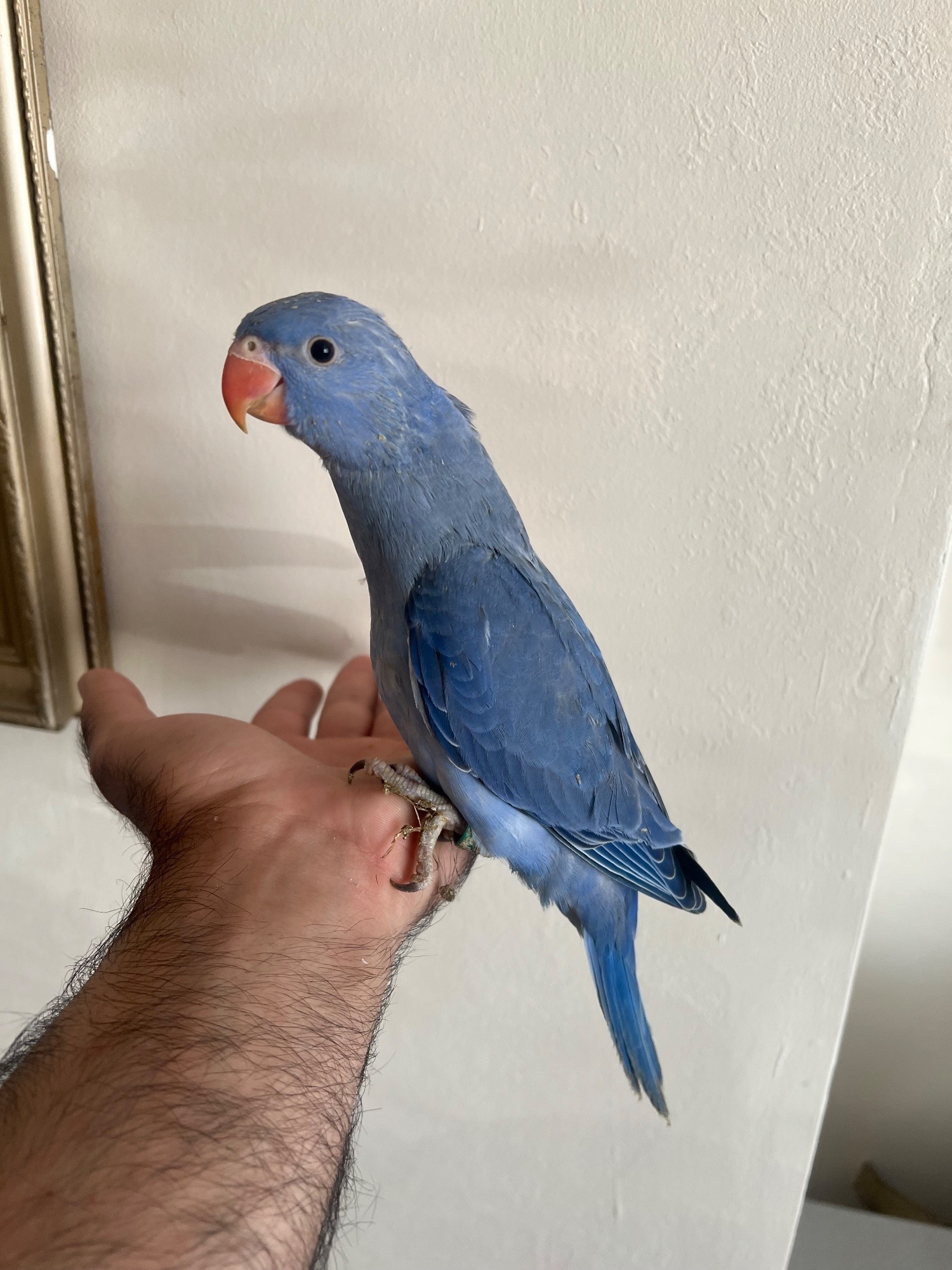 Hand Reared Indian Ring Neck Parrot in {LOCATION}