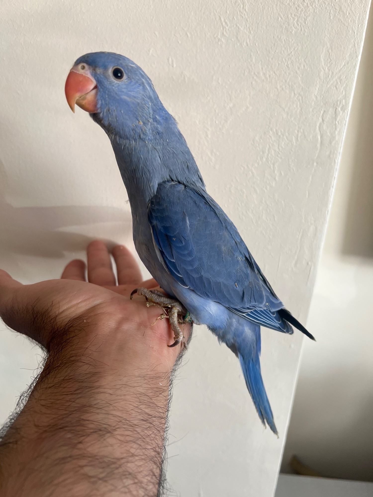 Parakeets