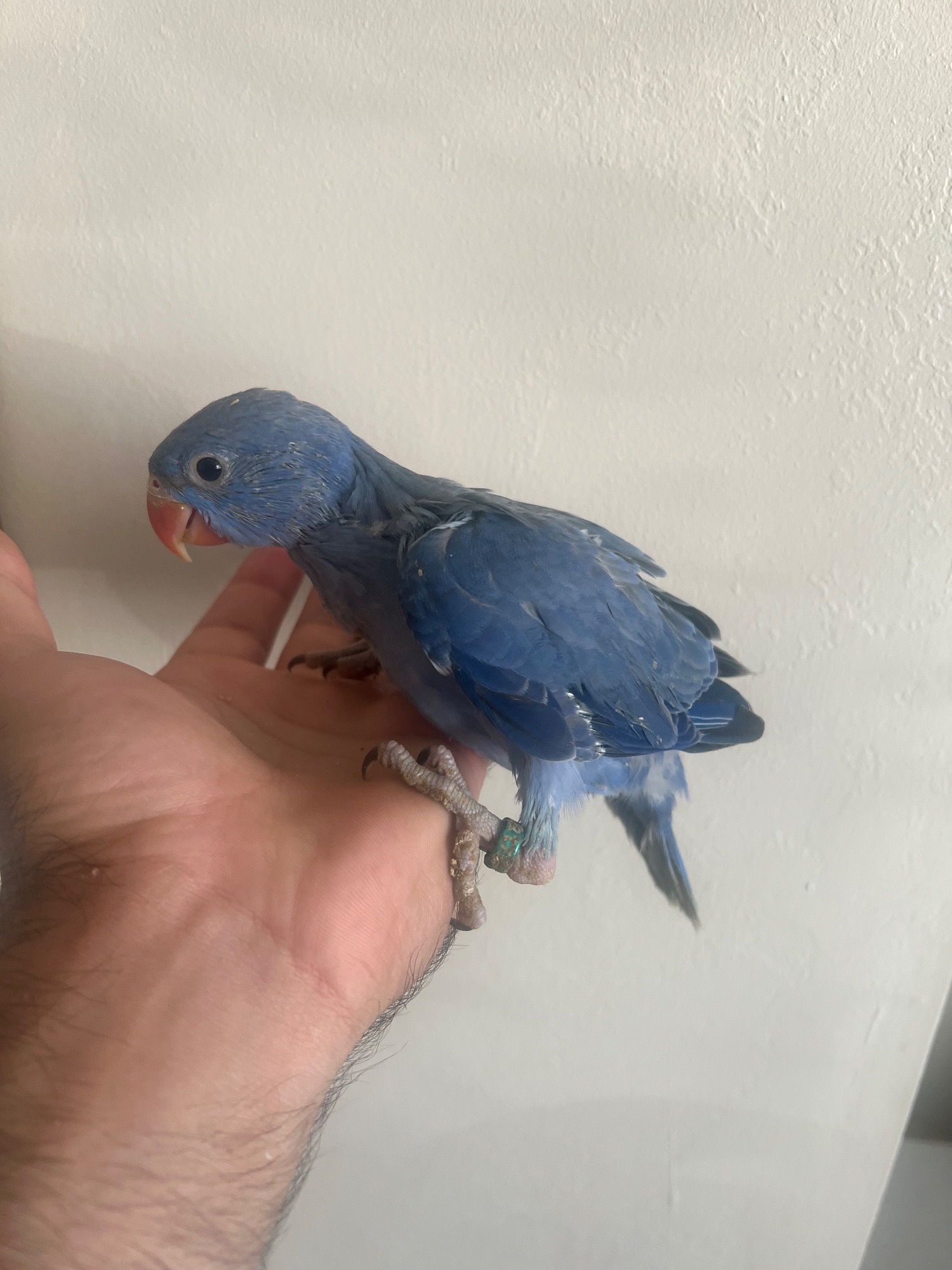 Parakeets - {TYPE}