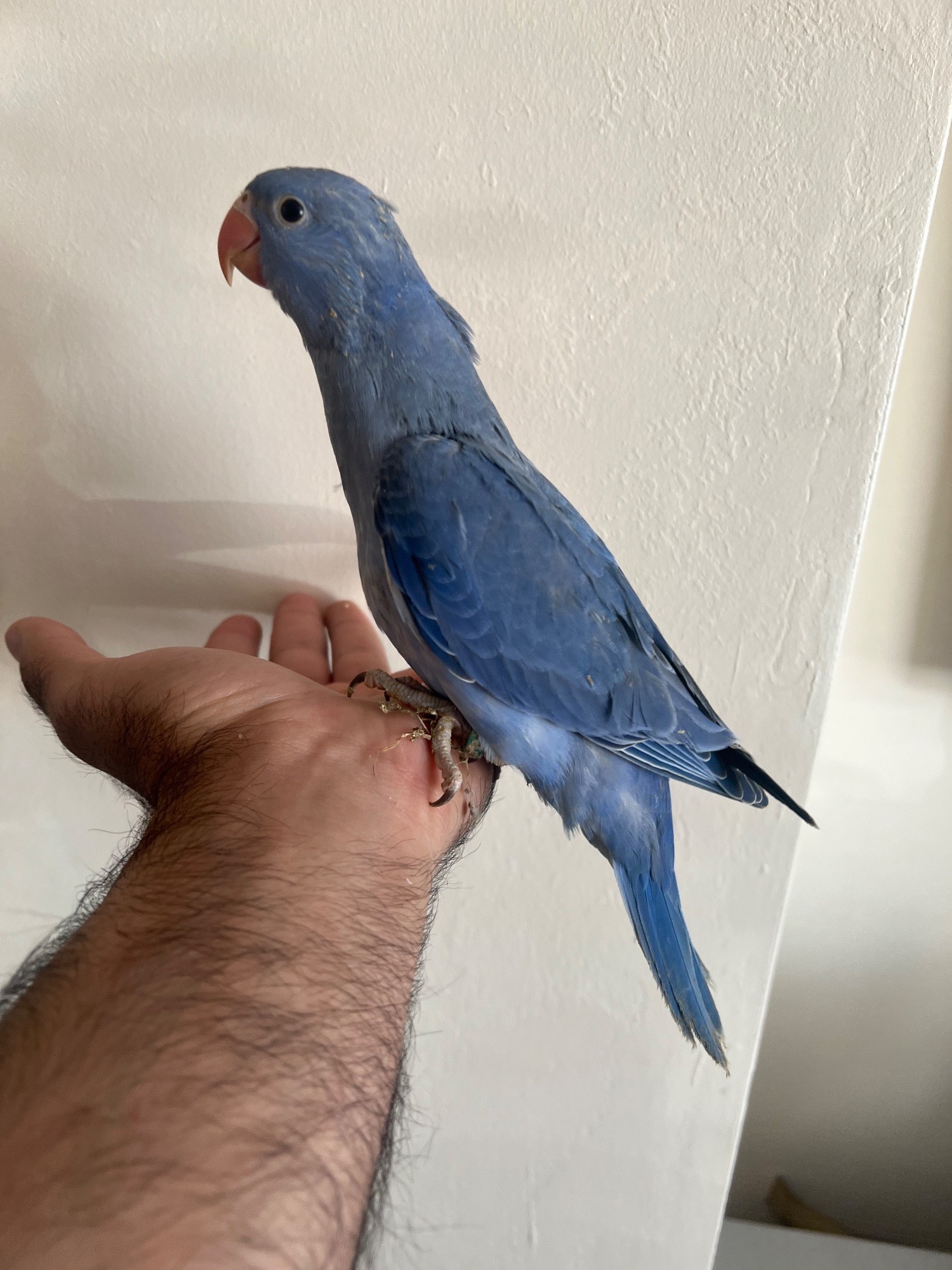Hand Reared Indian Ring Neck Parrot - Parakeets