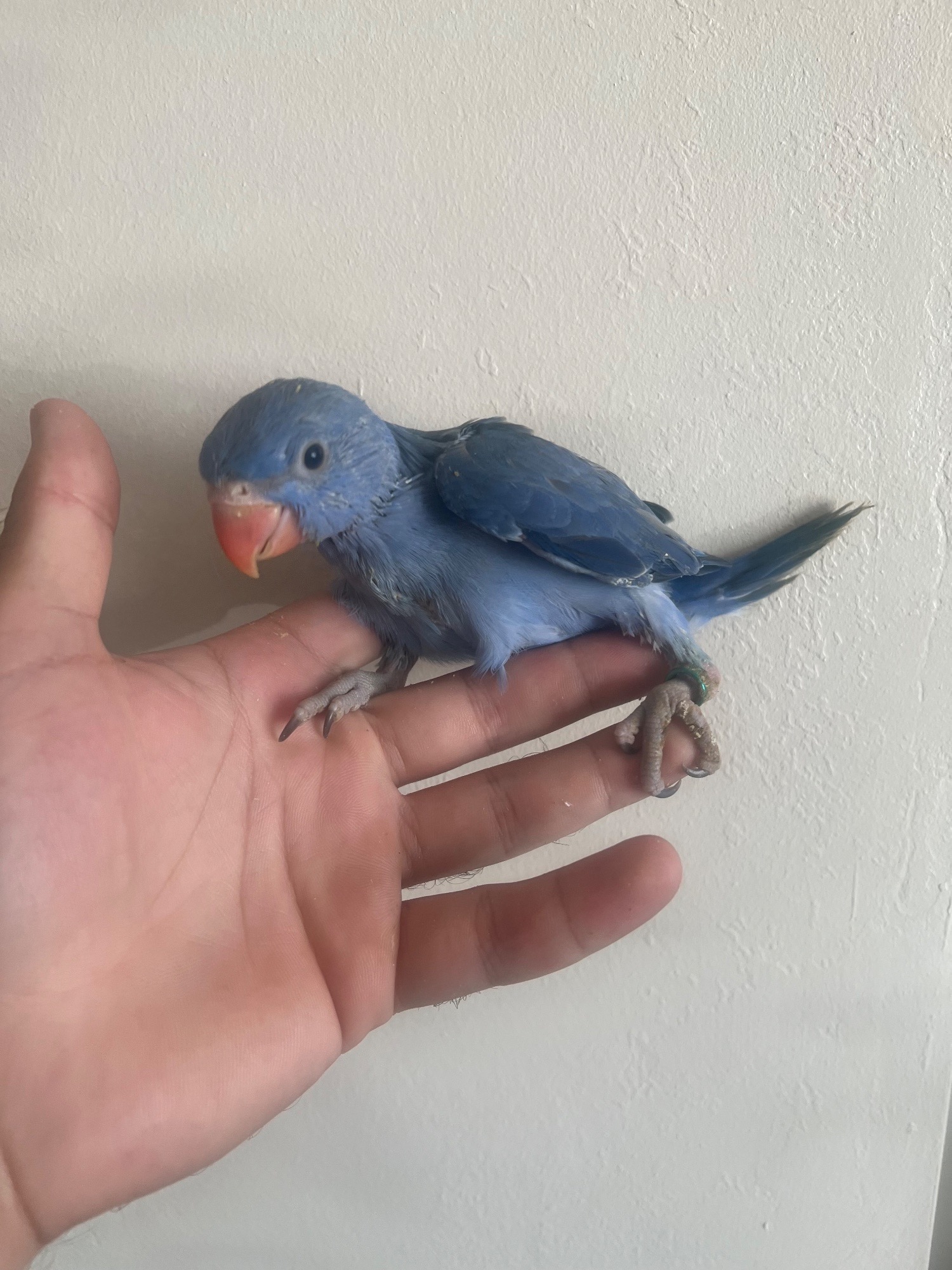 Parakeets - Hand Reared Indian Ring Neck Parrot