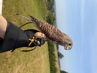 Common Kestrel (Falco tinnunculus)