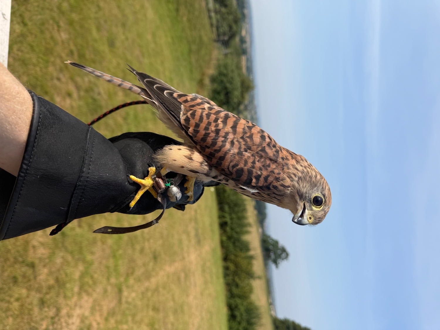 Common Kestrel (Falco tinnunculus) in {LOCATION}