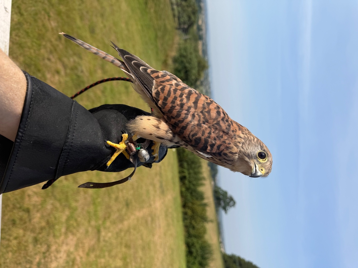 Kestrels