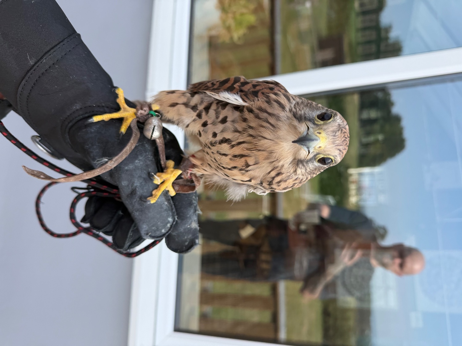 Kestrels - {TYPE}