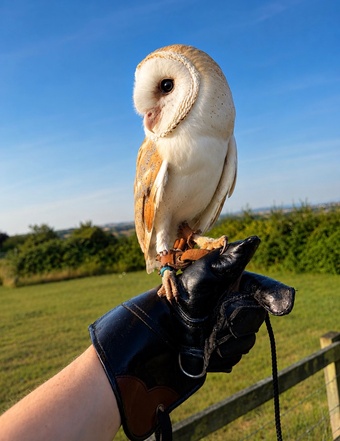 Friendly barn owl 
