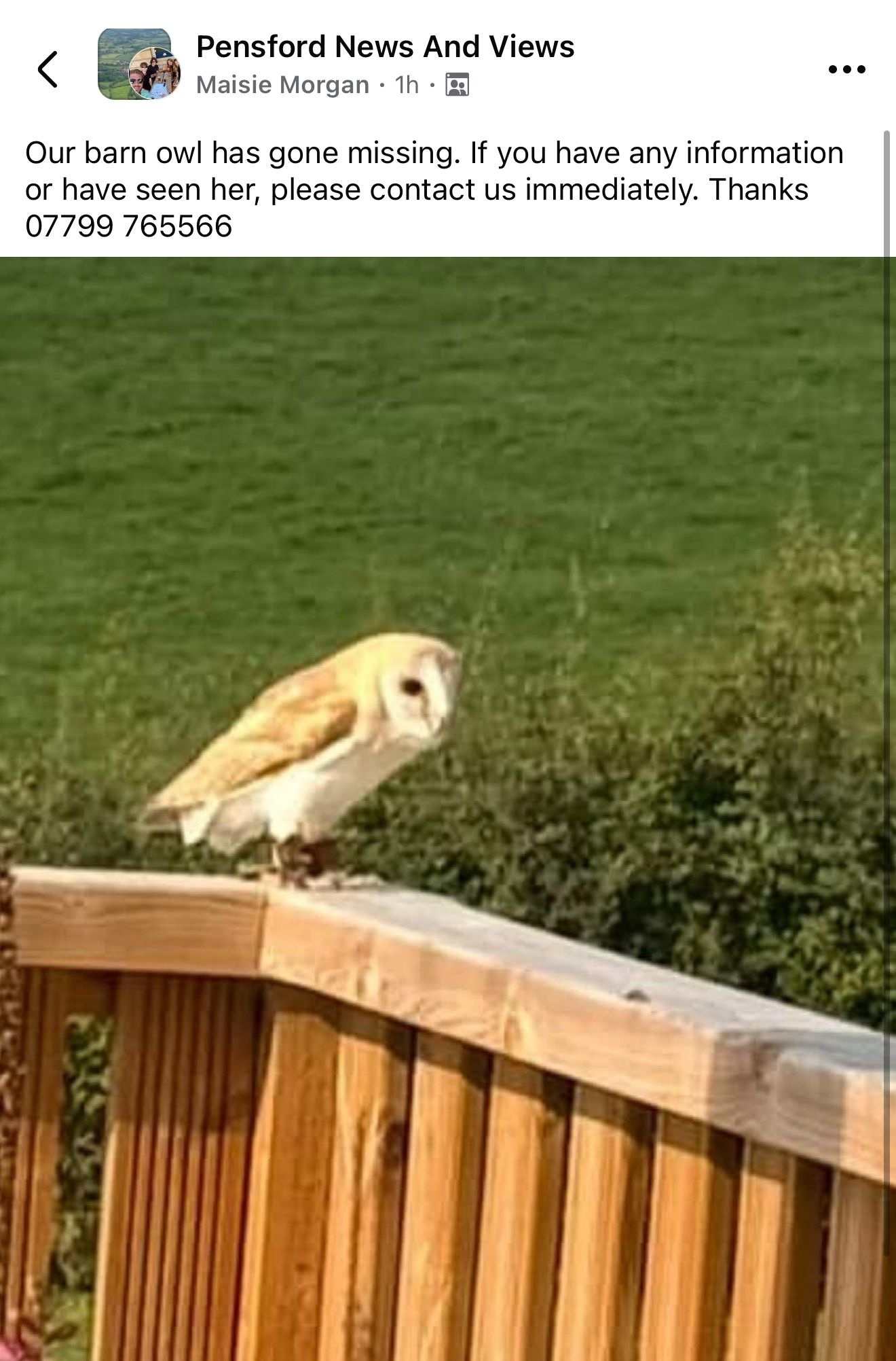Owls