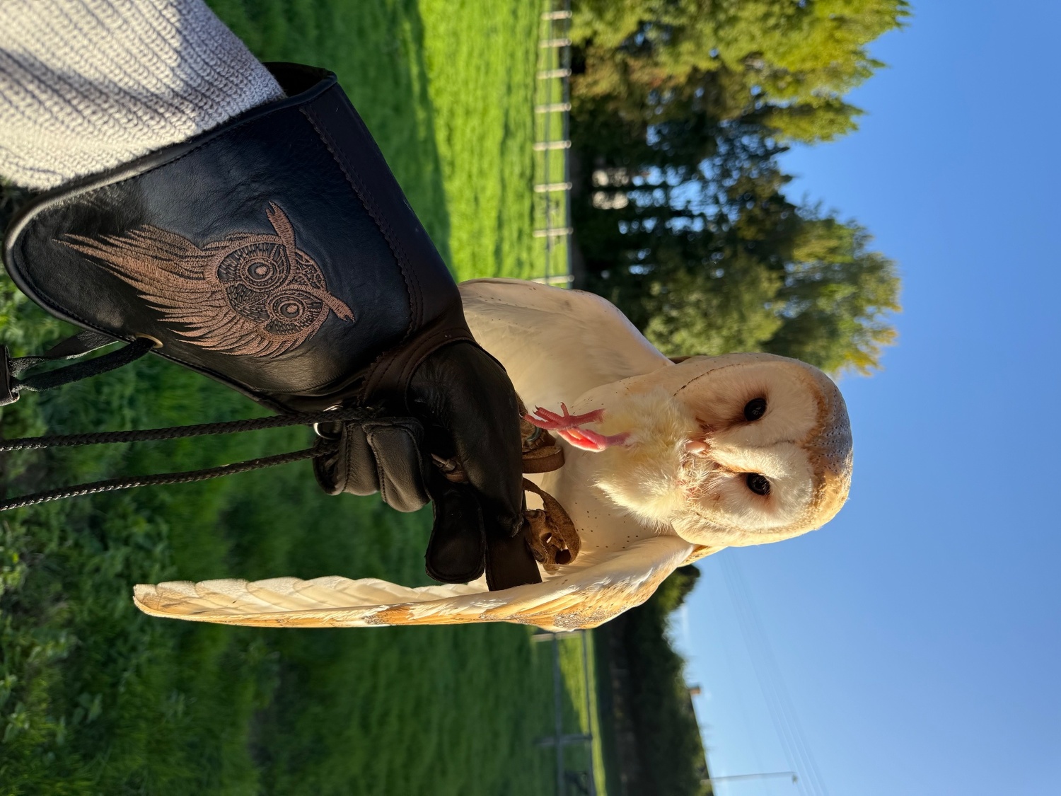 Owls - {TYPE}