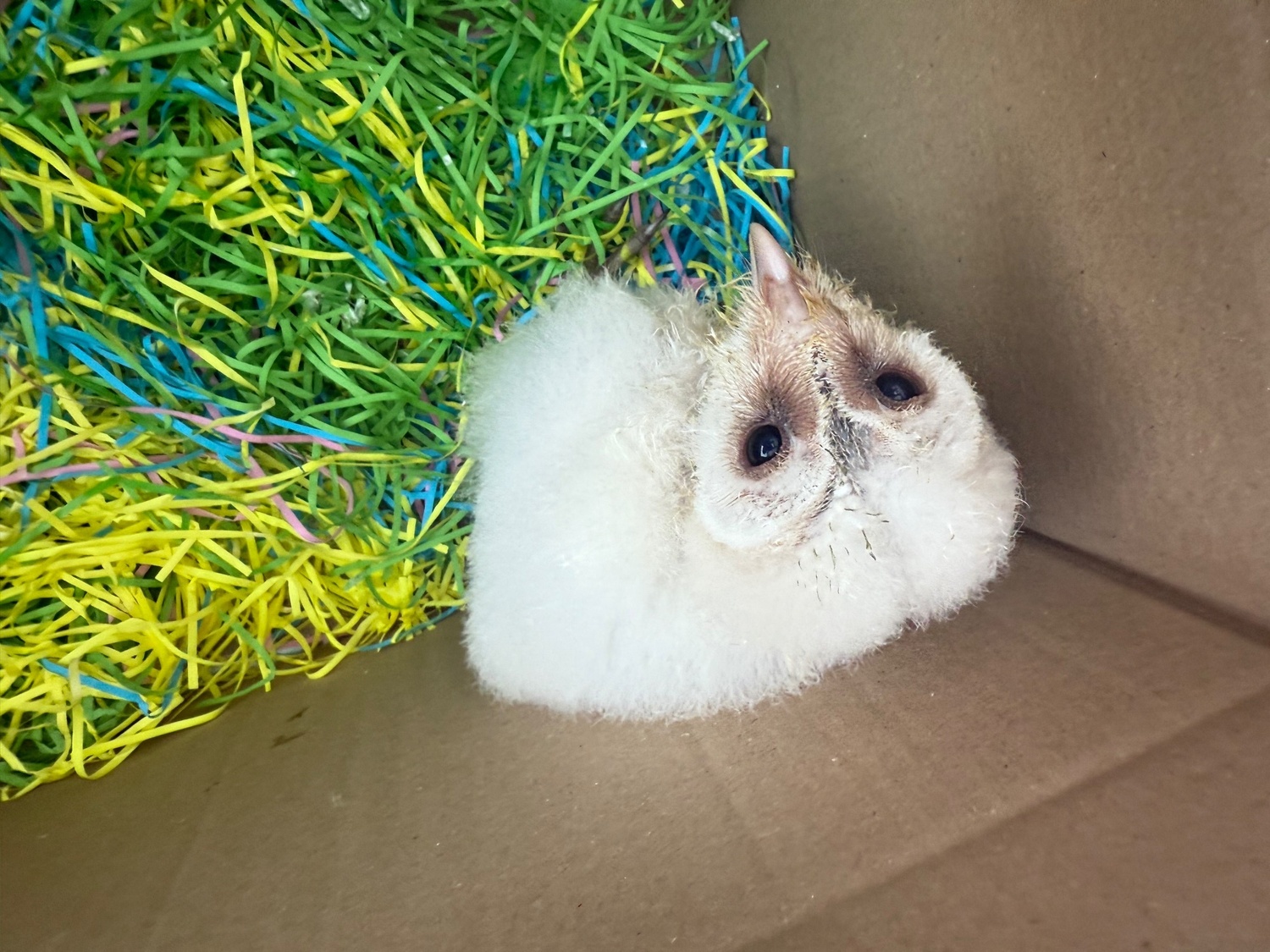 Owls - Friendly barn owl 
