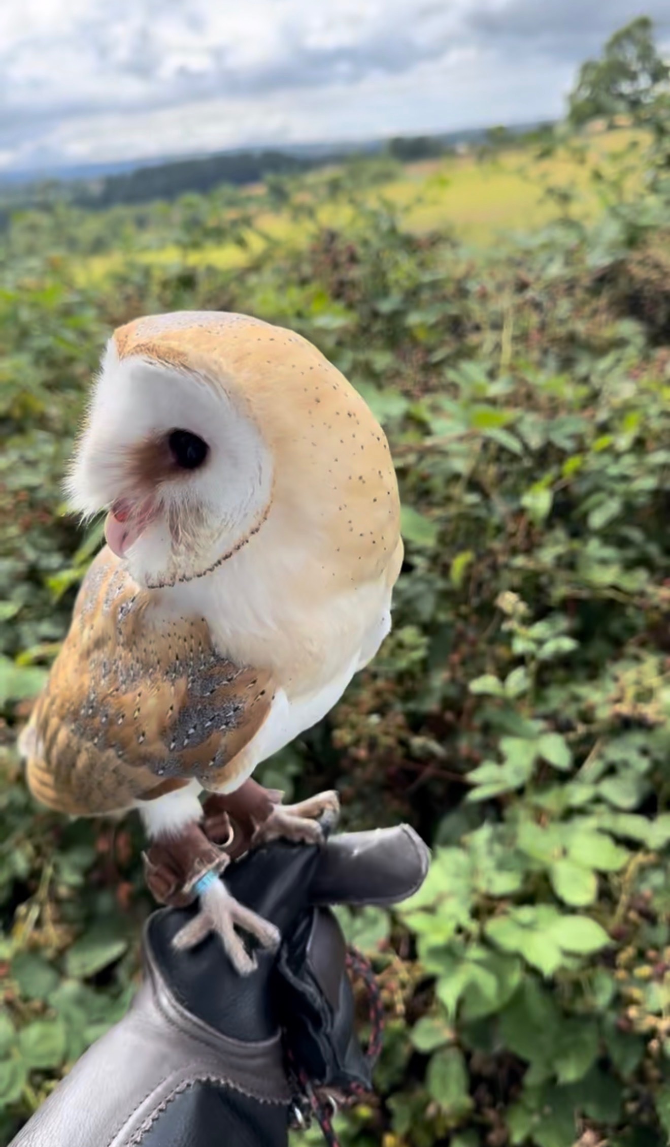 Friendly barn owl  - Owls