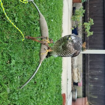 2026 imprint female sparrowhawk 