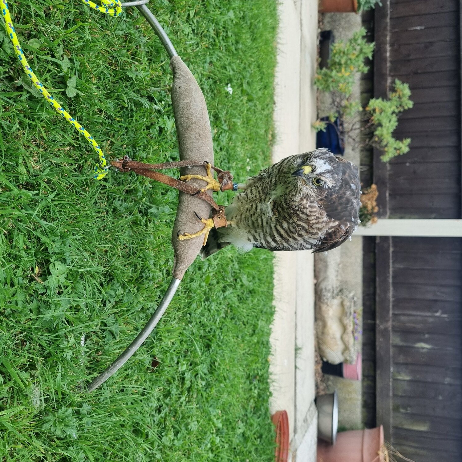 2026 imprint female sparrowhawk  in {LOCATION}