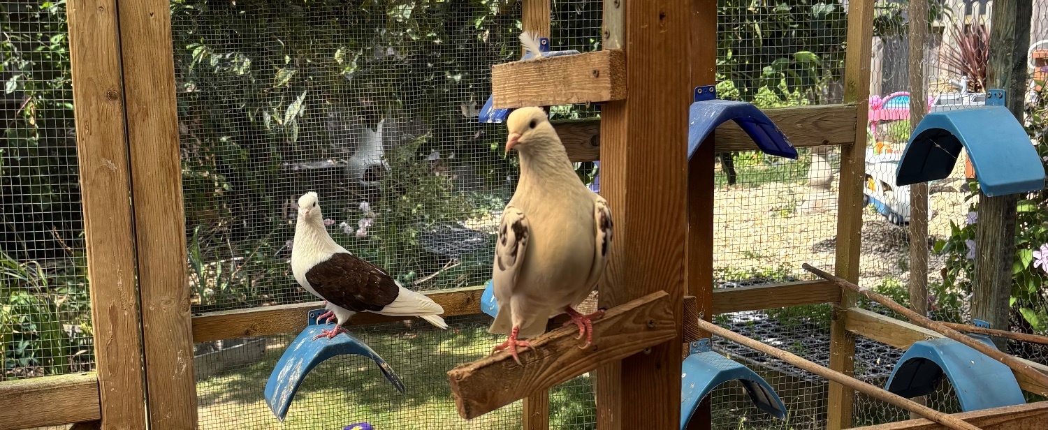 Iranian Poshti pigeons for sale  in {LOCATION}