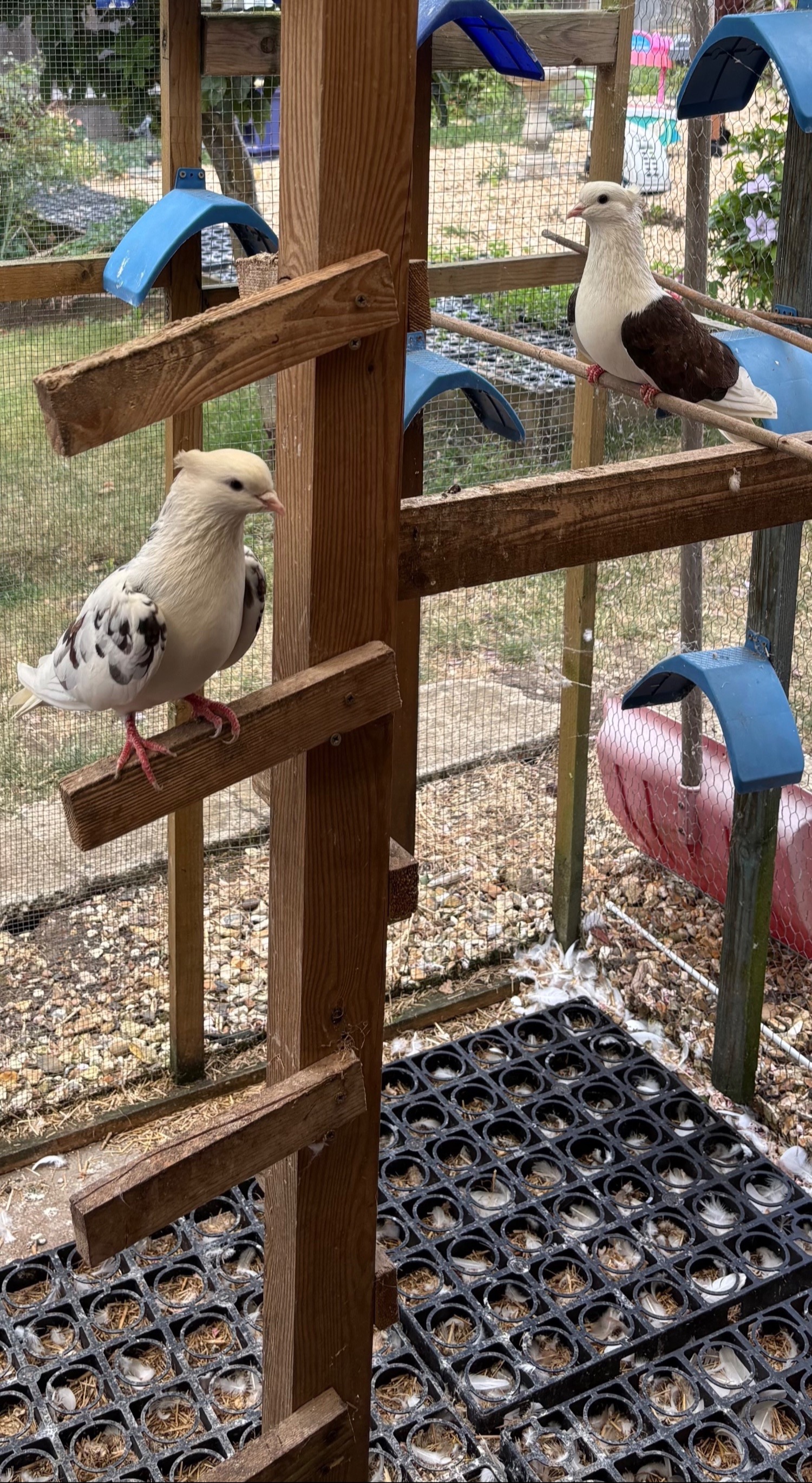 Pigeons