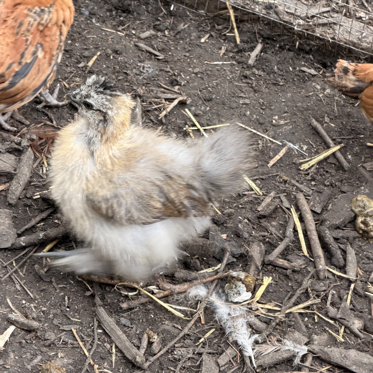 Chickens - {TYPE}