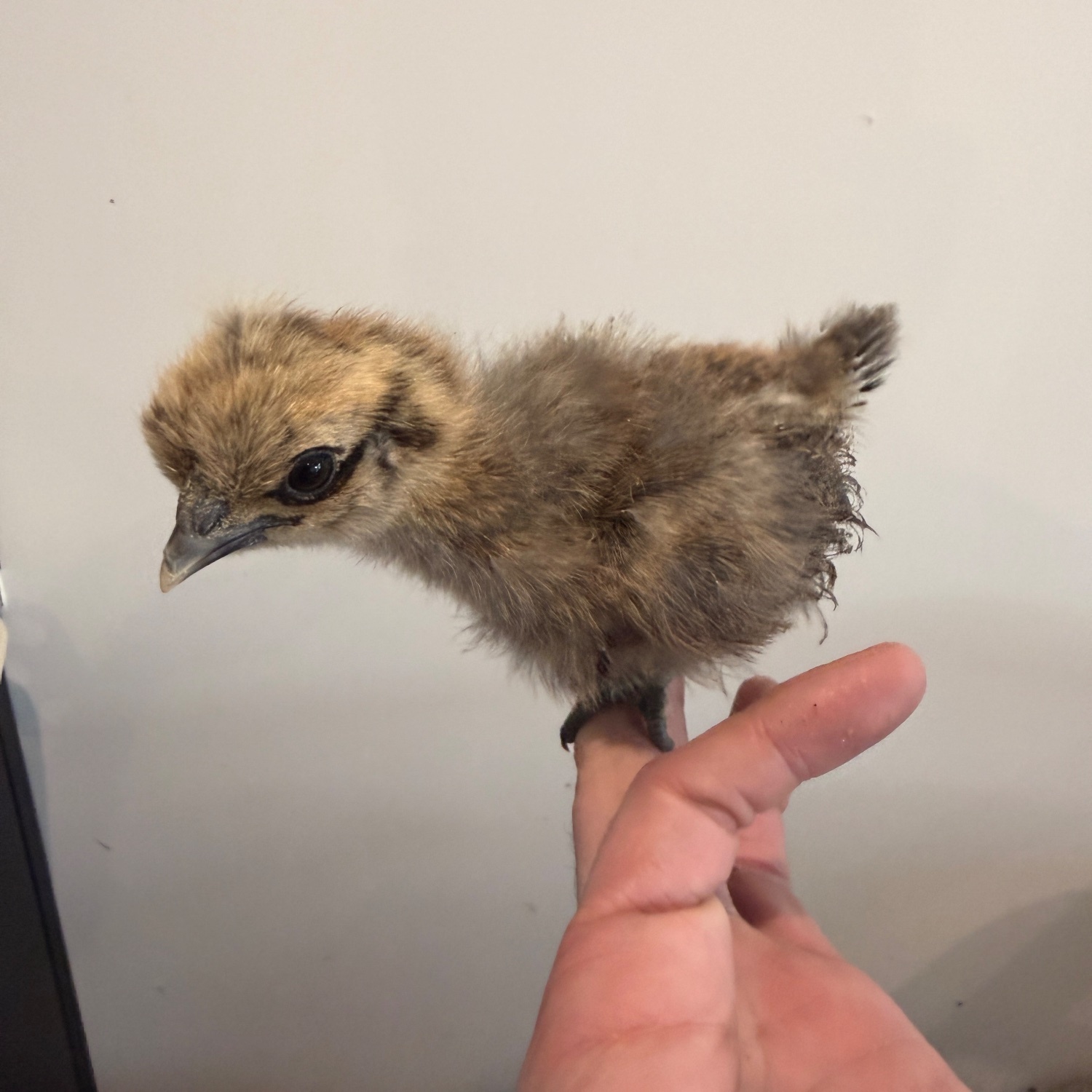 Chickens - Silkie chicks mixed ages