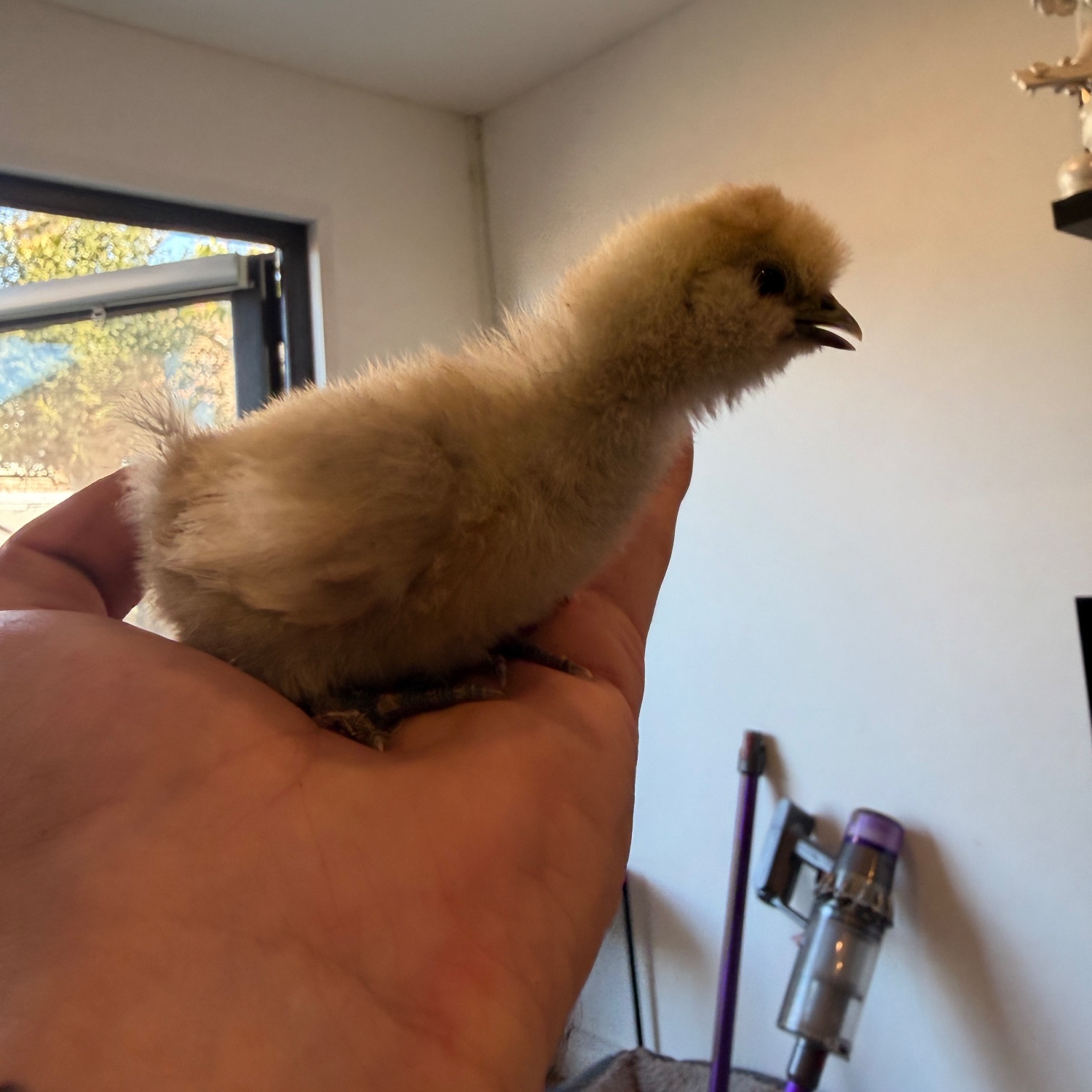 Silkie chicks mixed ages - Chickens