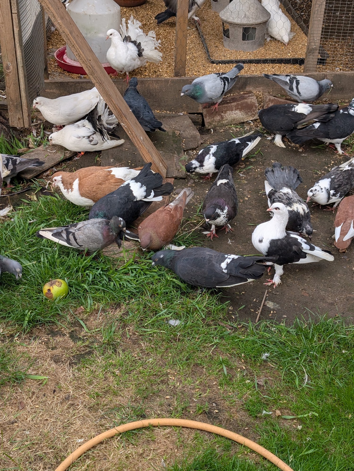 Fancy Pidgeons Mixed Variety in {LOCATION}