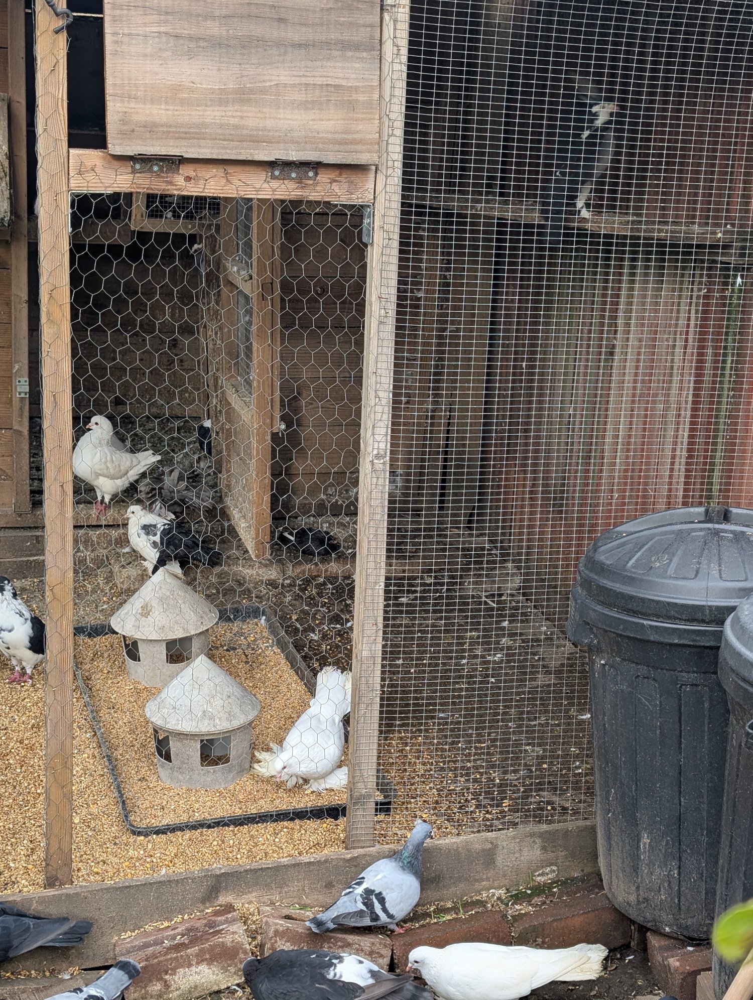 Pigeons