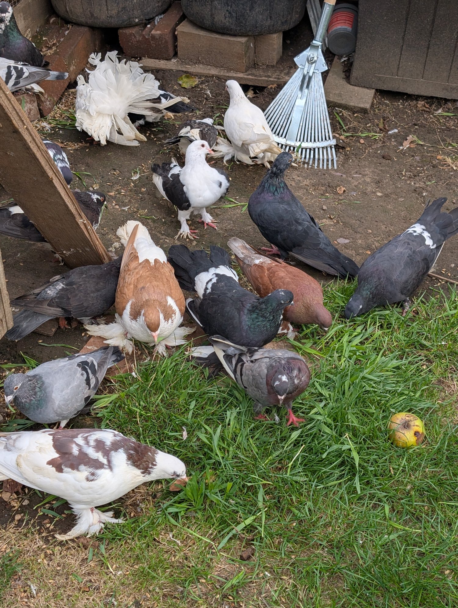 Pigeons - Fancy Pidgeons Mixed Variety